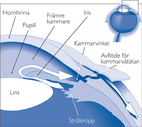 Detaljbild av ögat